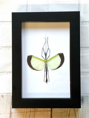 Umbrella stick insect - umbrella,