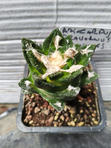 Ariocarpus bravoanus ňunez - bravoanus, el
