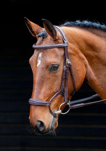 Shires salisbury brampton - shires,