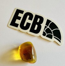 Baltic Amber With Spider &