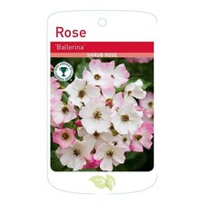 Ballerina Ground Cover Shrub Rose (Root Wrapped)