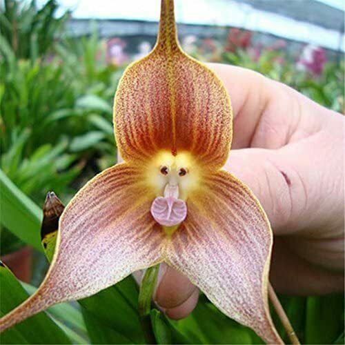Seeds orchid in the - orchid,