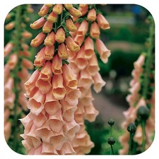 Foxglove Digitalis 'Apricot