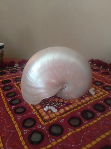 Large pearlised nautilus - pearlised,