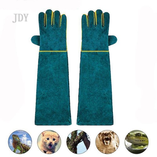 Animal handling - animal,