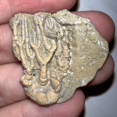 Fossil crinoid parisocrinus - fossil,