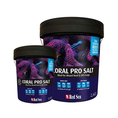 Red sea coral - sea, salt