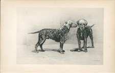 BEDLINGTON TERRIER ANTIQUE 1896 BOOKPLATE DOG ART PRINT Artist ARTHUR WARDLE