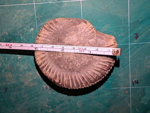 Natural jurassic ammonite - jurassic,