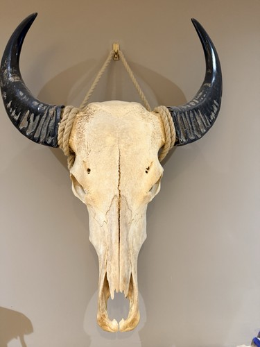 Water buffalo head - water, head/skull