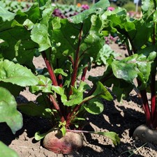 Beetroot Plant 6 Pack - Easy