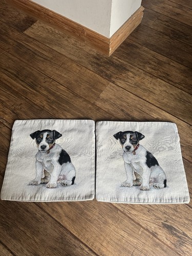 Pair jack russell - jack, terrier
