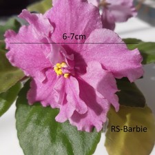 BIG SALE African Violet
