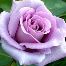 ROSE Blue Moon - Fragrant