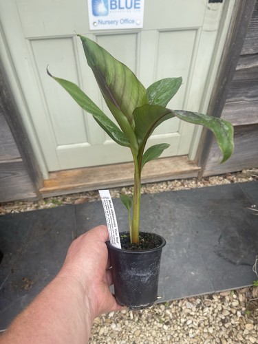 Musa sikkimensis ever - sikkimensis, red'