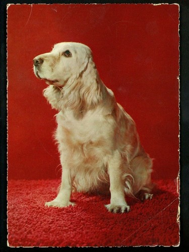 Dog puppy chrome postcard