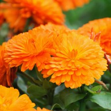 50 British Orange Giant Calendula Pot Marigold Flower Seeds Annual Plant to Grow