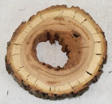Hollow tree slice apple wood