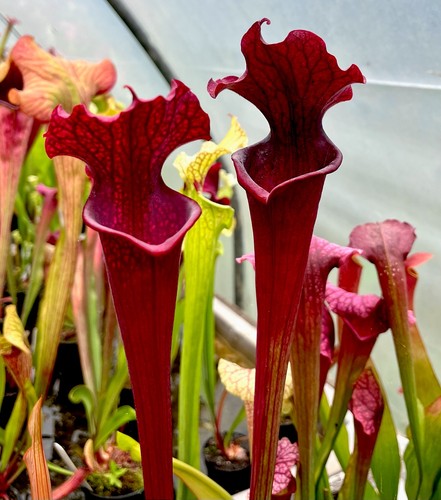 Sarracenia moorei dark red - sarracenia, x