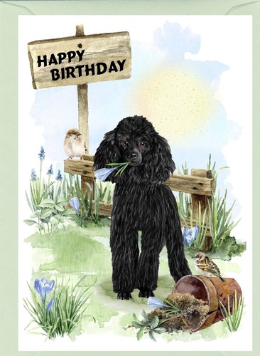 Poodle black dog - black,