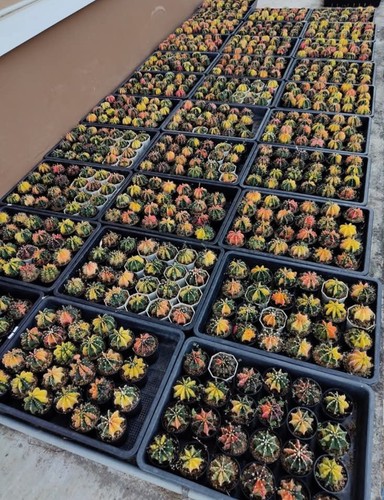 Cactus seeds 20x - 20x, gymnocalycium