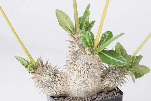 Pachypodium rosulatum subsp