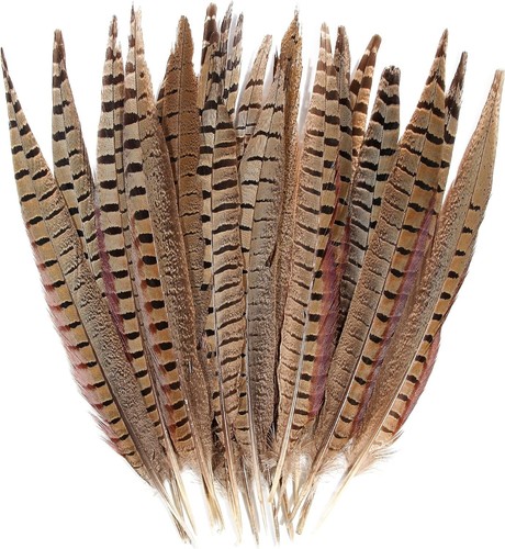 Ringneck pheasant tail - ringneck,