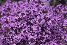 Creeping thyme Thymus serpyllum purple  7500 seeds + FREE PLANT LABEL + FREE P&P