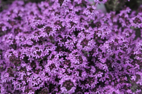 Creeping thyme thymus - creeping,
