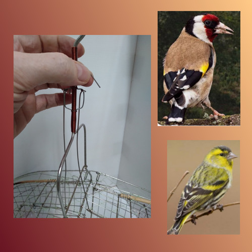 Canary finch steel double - finch,