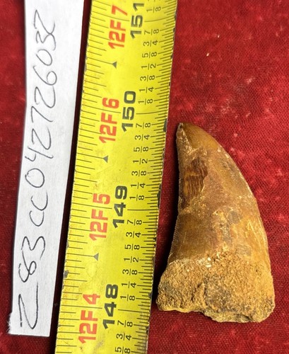 Rare carcharodontosaurus - rare,
