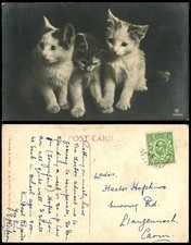 3 Cats Little Kittens with