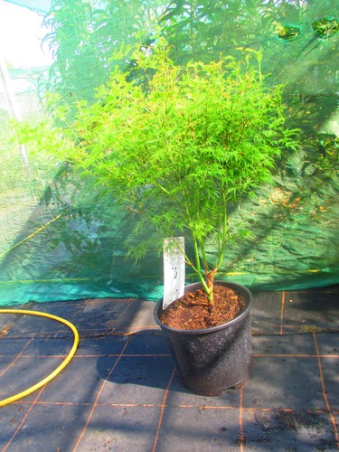 40inch japanese - (inc., pot)