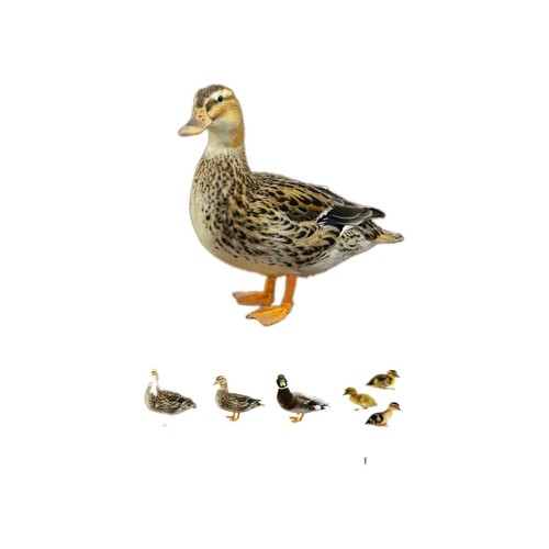 Fertilized australian spotted - australian,