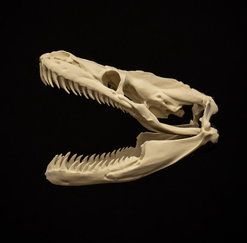 Python snake skull replica - python,