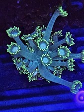  Goniopora Coral wysiwyg 