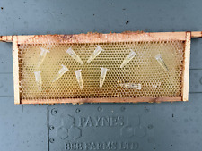 10 x 1.5mls  Honey Bee Swarm Lure Mimics Nasonov Pheremone Attractant Kit