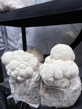 Lion Mane Mushroom Grow Kit 2.4kg Fresh Colonised Substrate Bag MADE TO ORDER