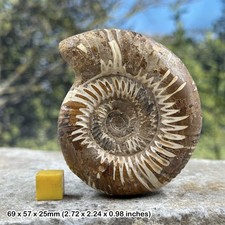 Perisphinctes fossil ammonite