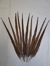 10 Pheasant Tail Feathers