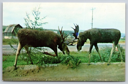 Moose horns locked - horns,