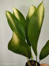 Aspidistra Elatior 'ASAHI'