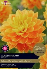 Dahlia Waterlily 'Aladdin's