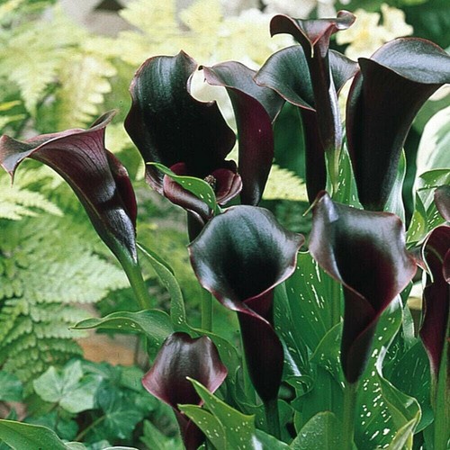 Schwarzwalder calla lily - 1,