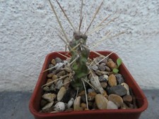 OPUNTIA MOLESTA, shown in 5cm pot, lovely, healthy cactus