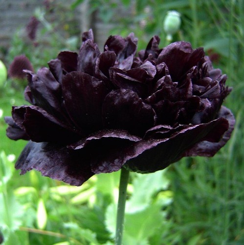Poppy black peony - poppy, (papaver)