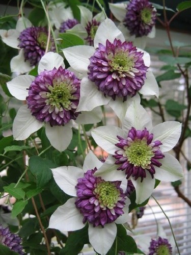 White purple clematis - 25,