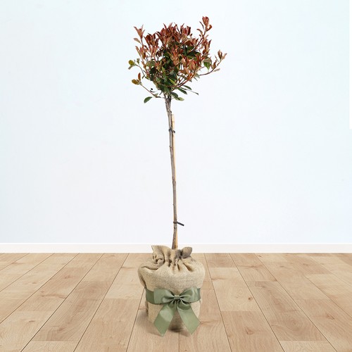 Gift wrapped photinia carre - photinia,