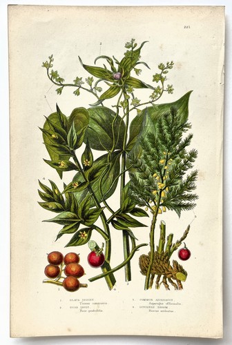 Black bryony herb - black,