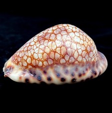 Cyprea historia harlequin - cyprea, 'harlequin